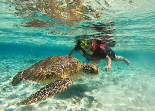 Schildkröten & Dugoung Schnorchel Ausflug Marsa Alam