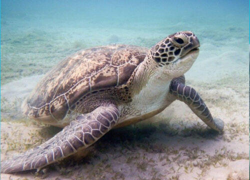 Abu Dabbab - Schwimmen mit Schildkröten