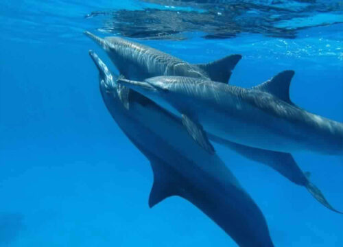 Schnorchelausflug am Sataya Dolphin Reef in Marsa Alam