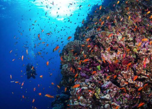 Intro Diving - Tauchen für Anfänger